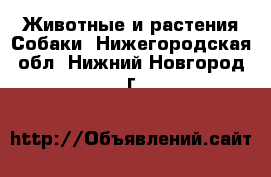 Животные и растения Собаки. Нижегородская обл.,Нижний Новгород г.